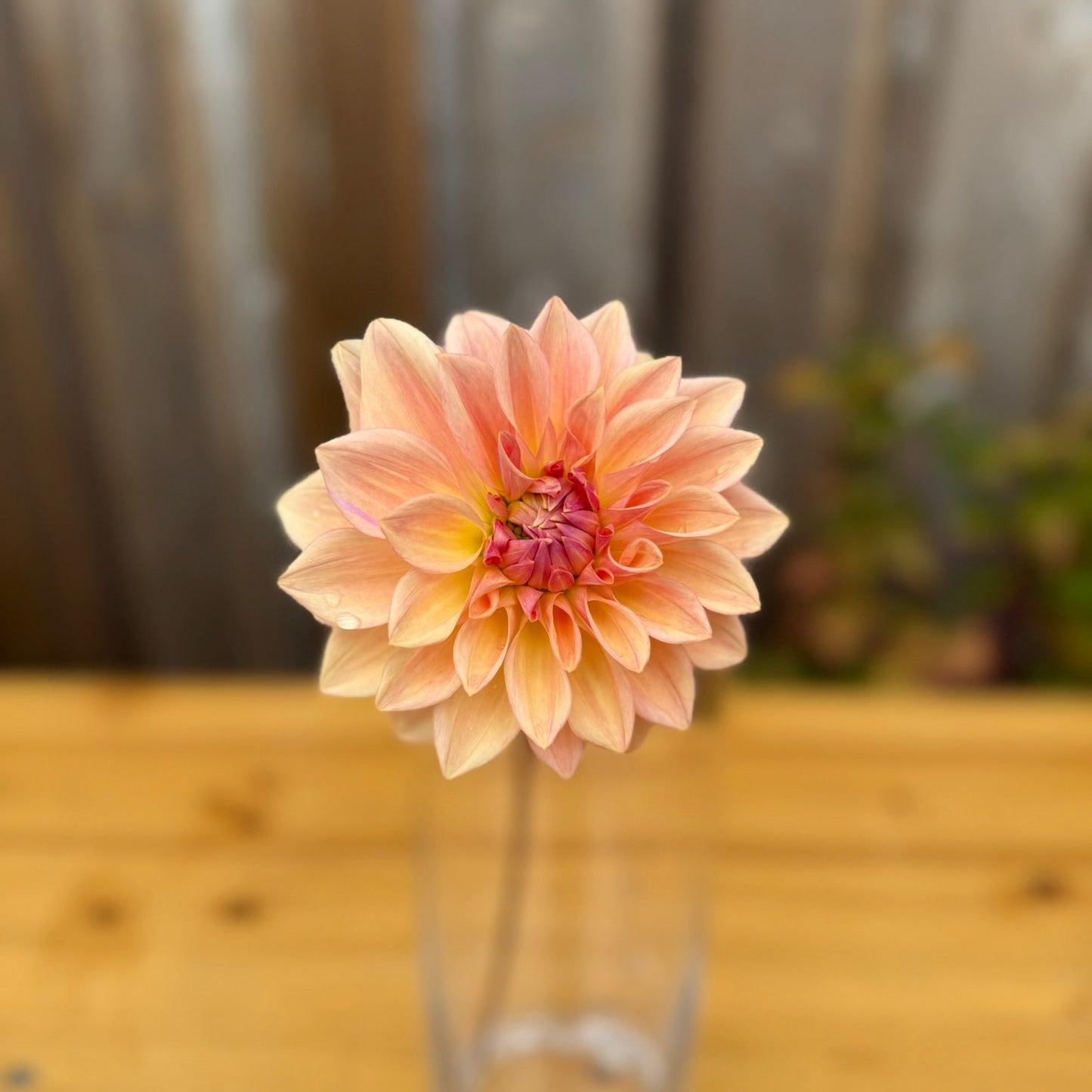 Pink flower in a clear vase on a wooden surface with a blurred background