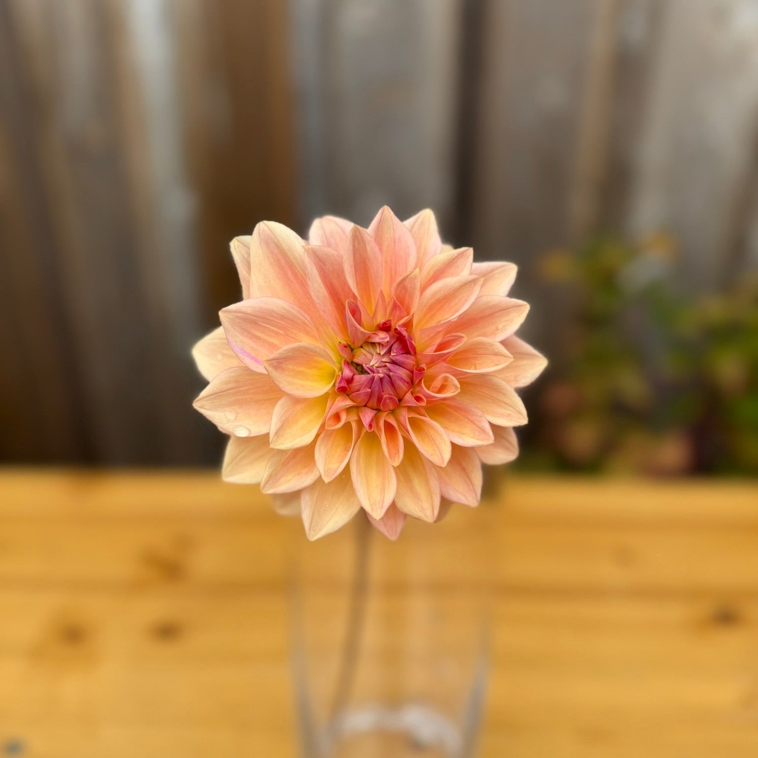 Pink flower in a clear vase on a wooden surface with a blurred background