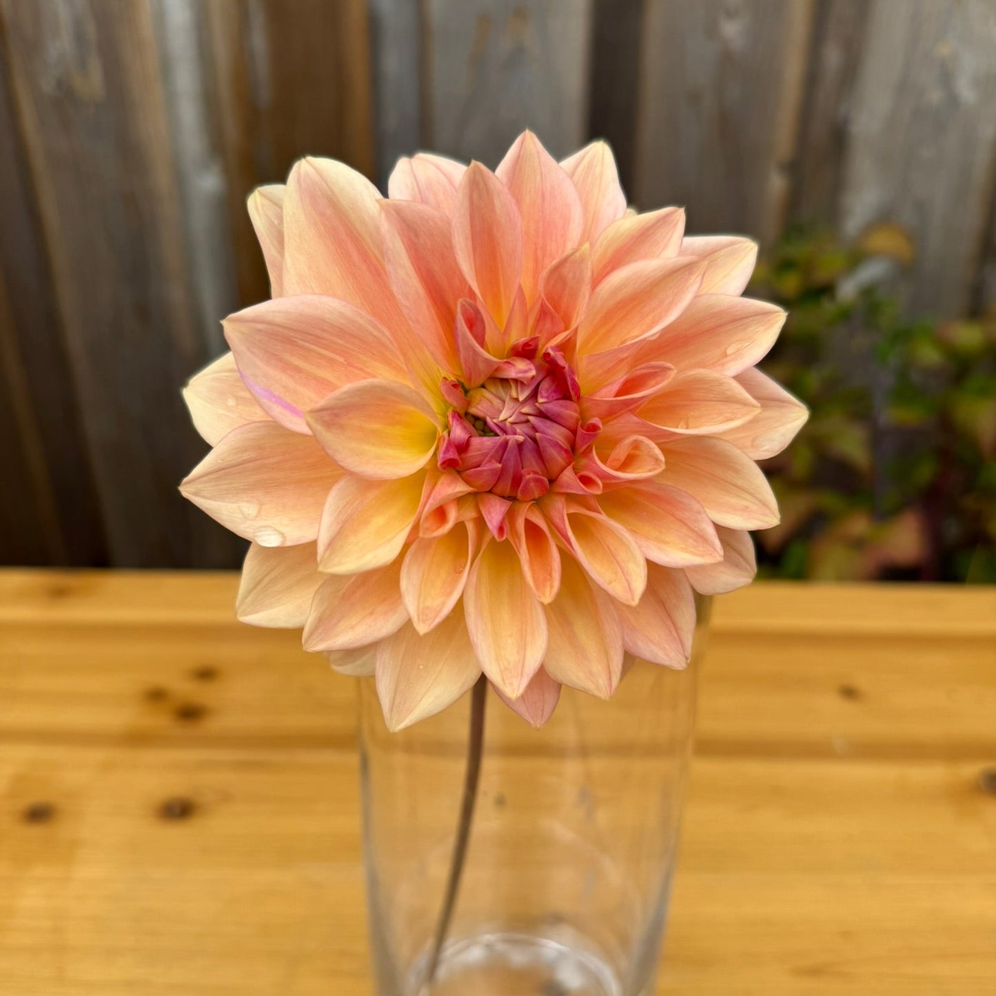 Single Bloomquist Alan flower in a clear vase on a wooden surface with a metallic background