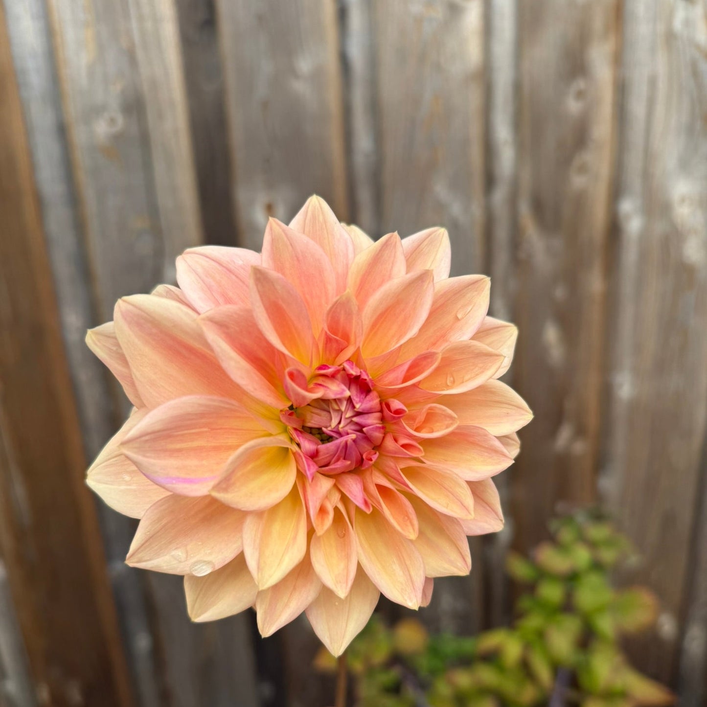 Hand holding a large peach-colored  Bloomquist Alan flower against a wooden fence background