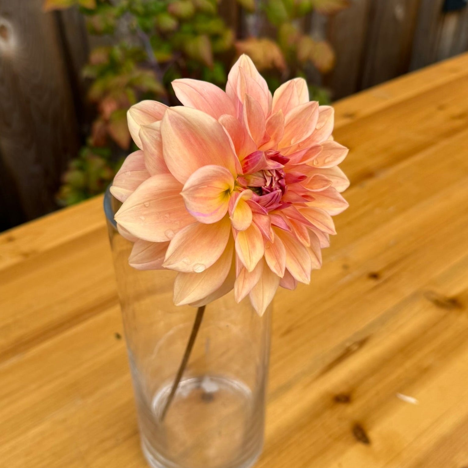 Pink Bloomquist Alan flower in a clear vase on a wooden table with a wooden fence background