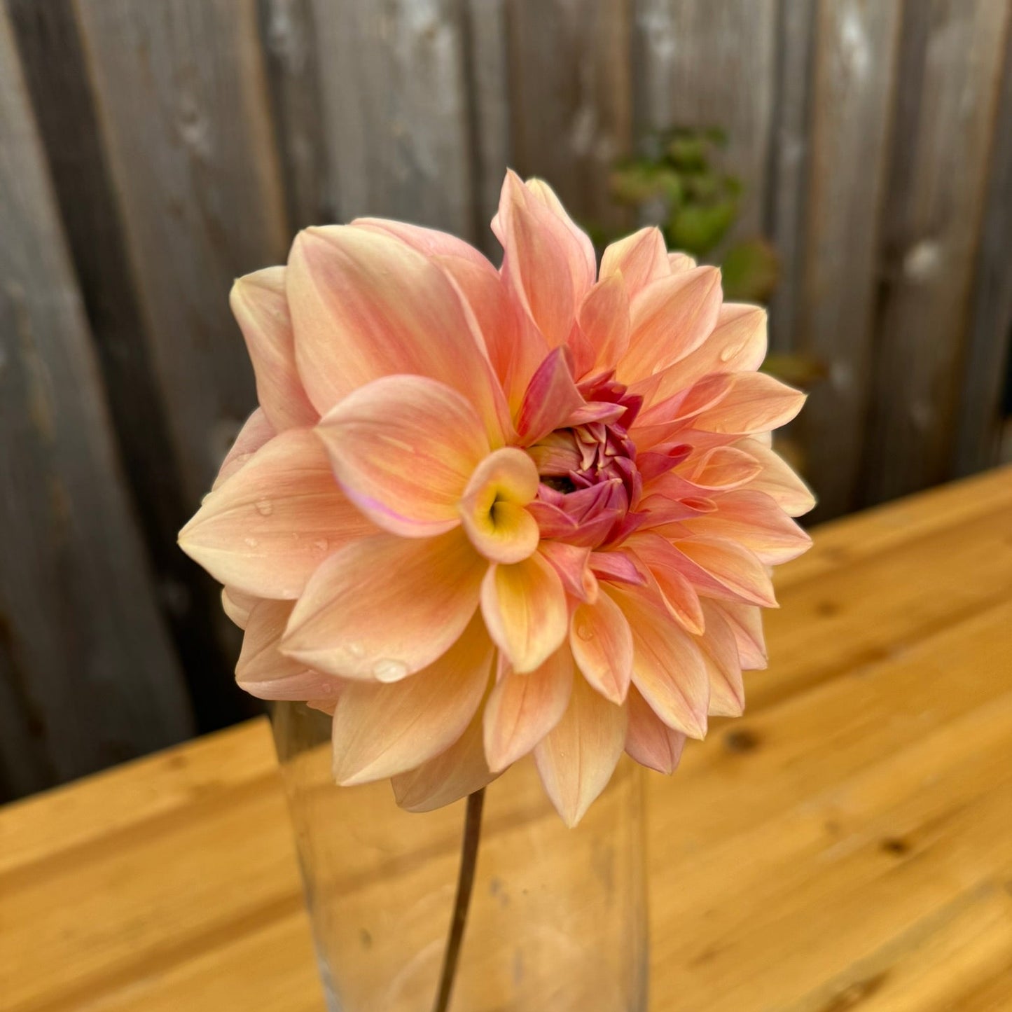Single pink flower in a clear vase on a wooden table