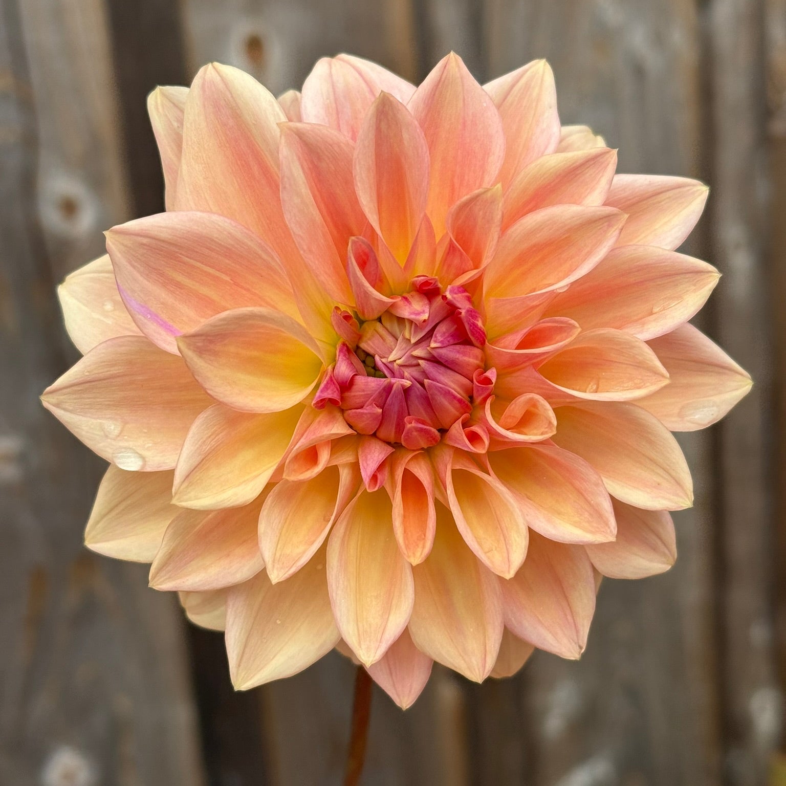 Large peach-colored Bloomquist Alan  flower with a blurred wooden background