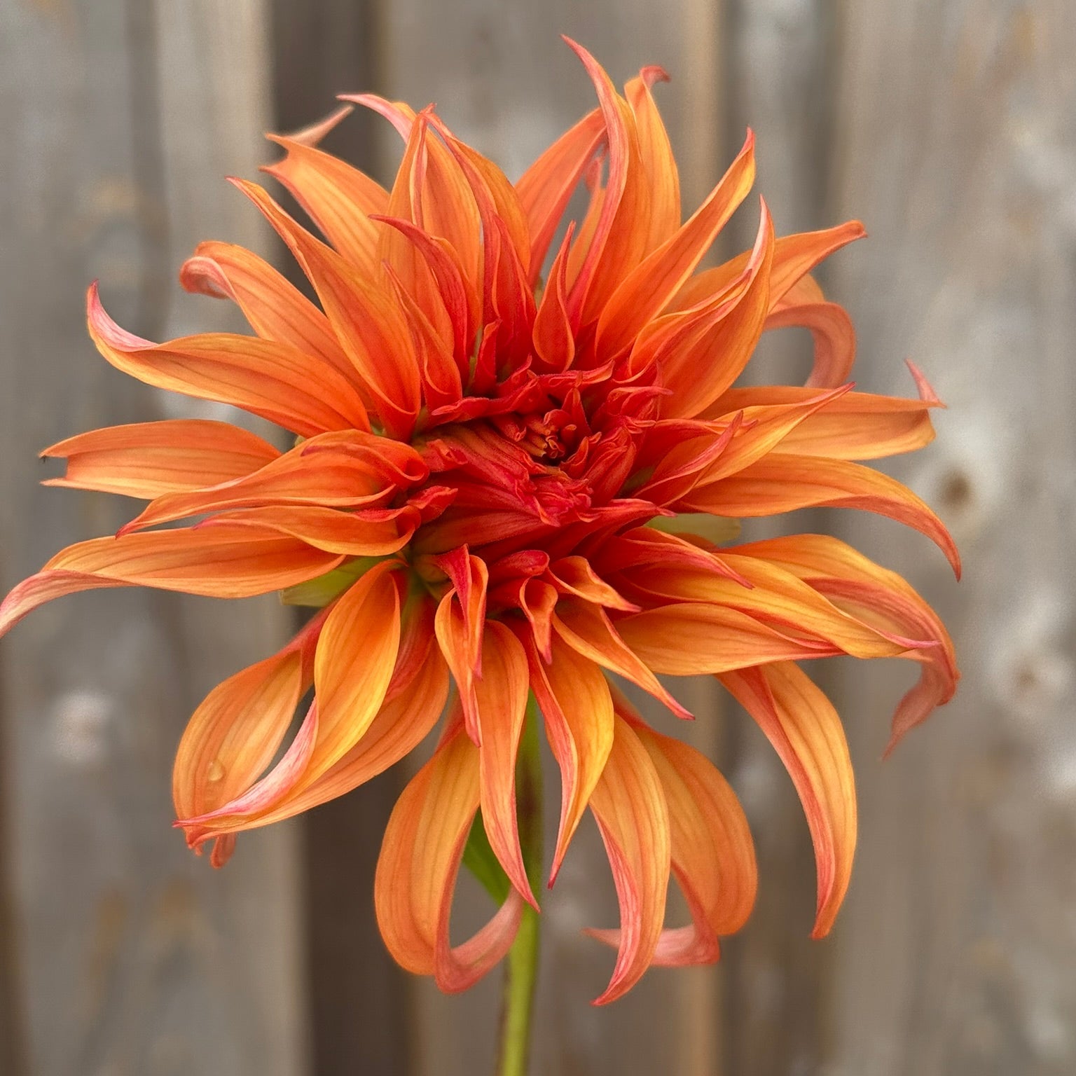 Orange dahlia flower against a metallic background