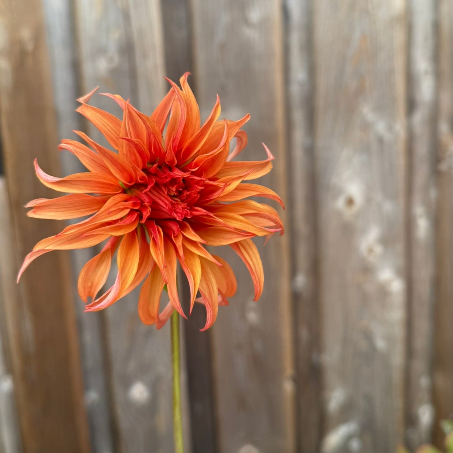 Orange Bloomquist Jean flower held in front of a wooden fence