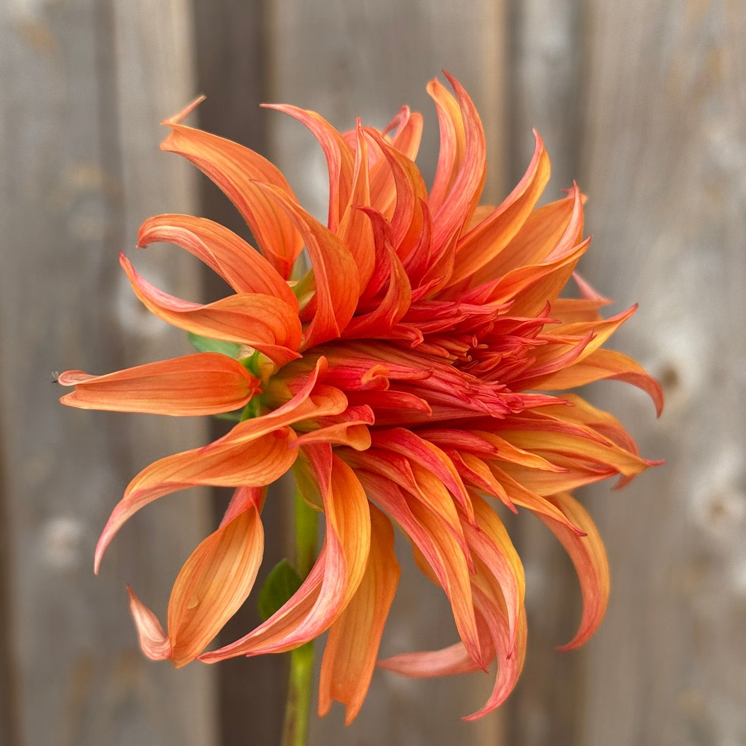 Single orange flower against a blurred background