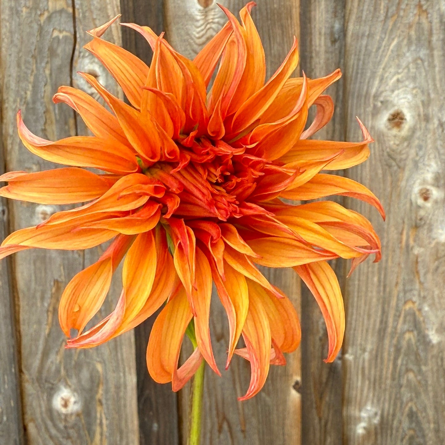 Orange Bloomquist Jean flower against a wooden background