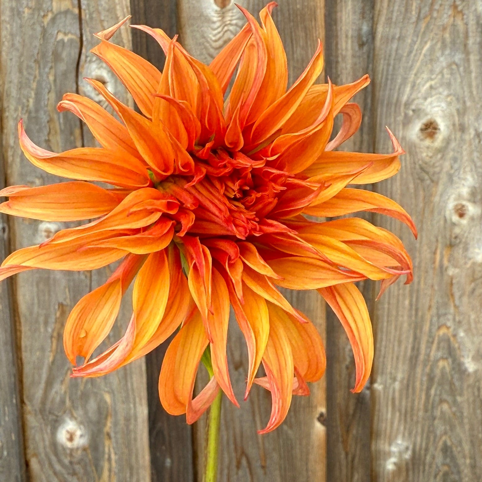 Orange Bloomquist Jean flower against a wooden background