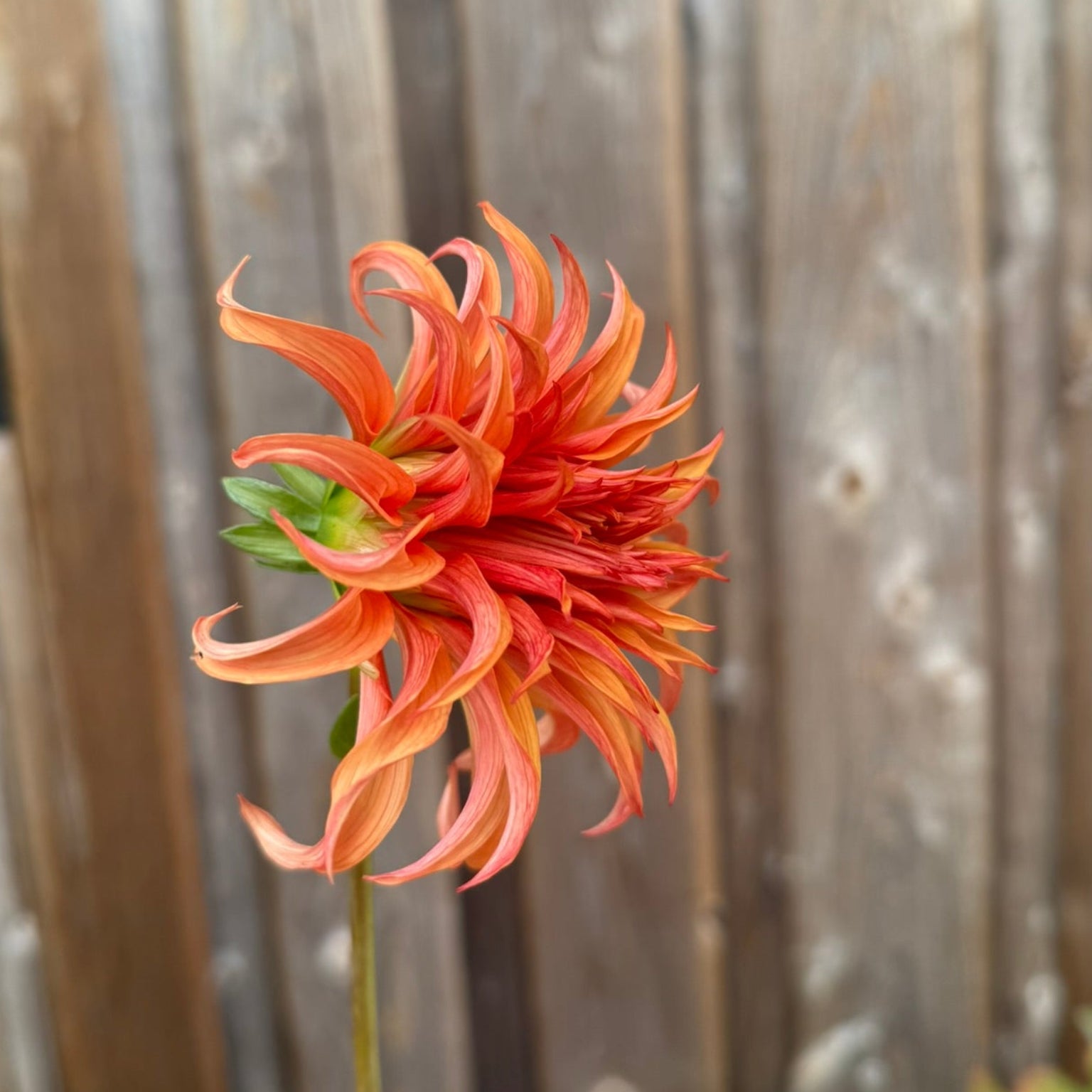 Peach-colored flower against a wooden fence background