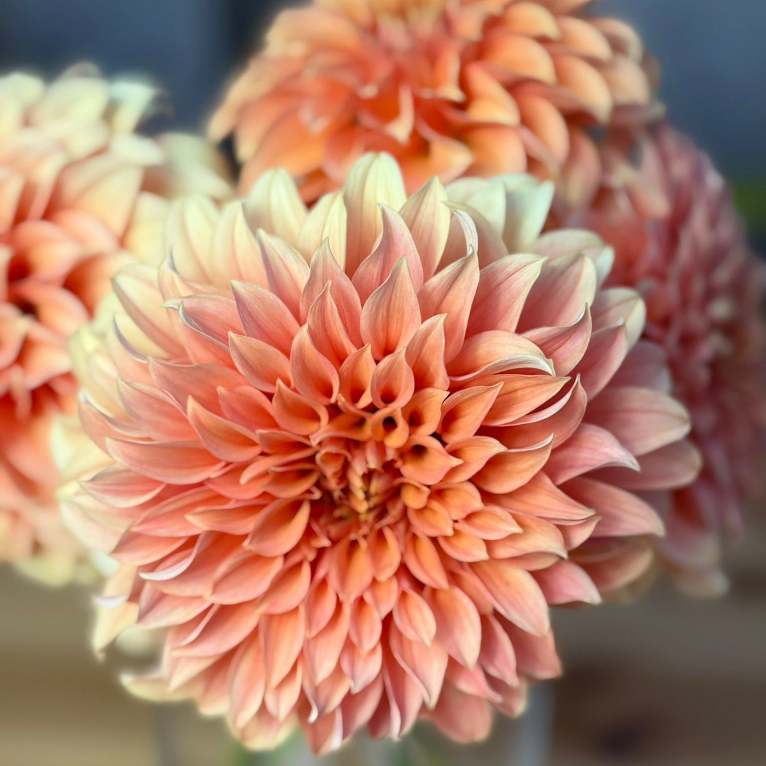 Close-up of a peach-colored dahlia flower in a vase with a blurred background