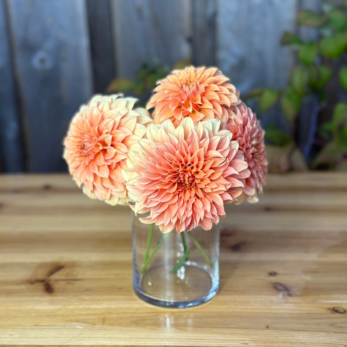 Clear glass vase with peach-colored dahlia flowers on a wooden surface with a wooden fence background