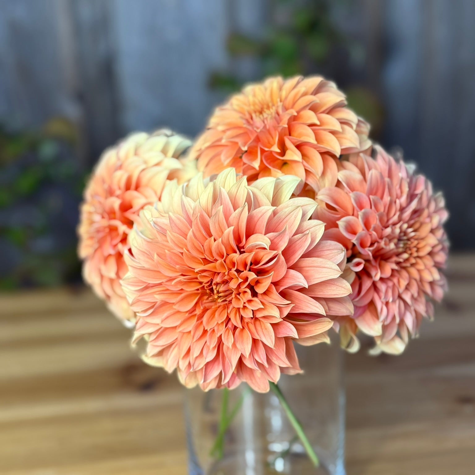 Bouquet of peach-colored Bracken Palomino dahlia flowers in a clear vase on a wooden surface