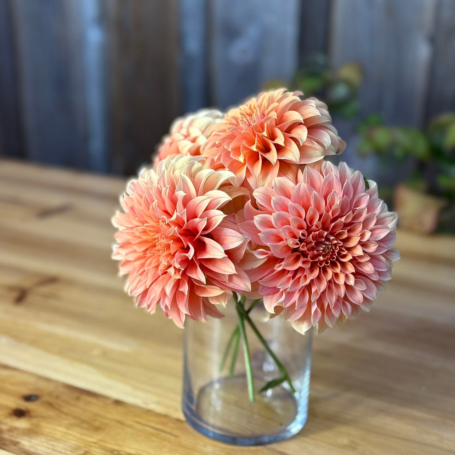 Three peach-colored Bracken Palomino dahlias in a clear vase on a wooden surface with a blurred background