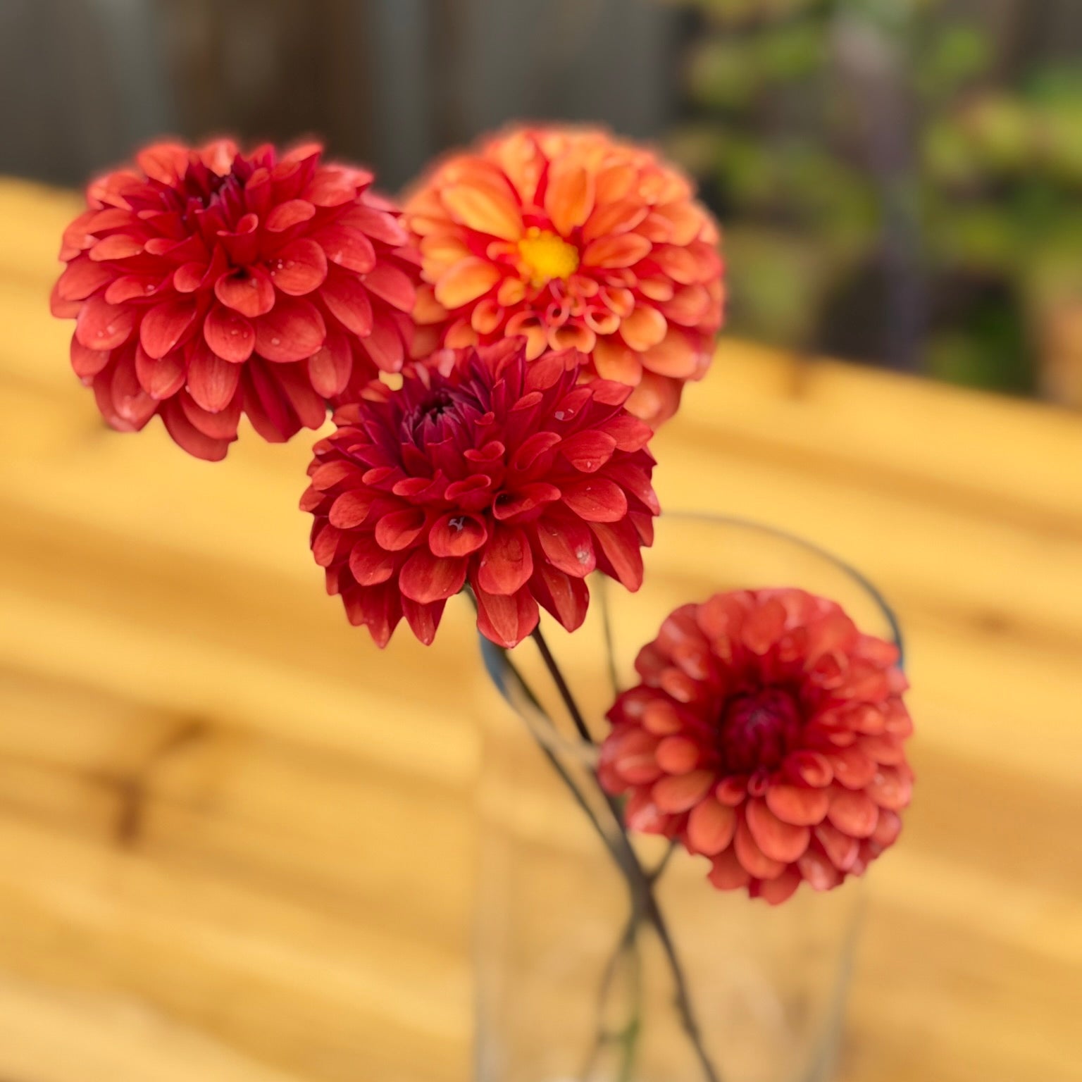 Brown Sugar dahlia rusty copper brown flowers in a clear vase on a wooden surface