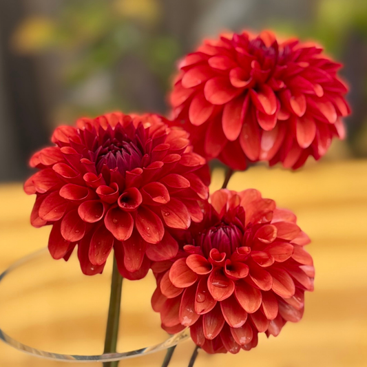 Three red flowers with water droplets on a blurred background