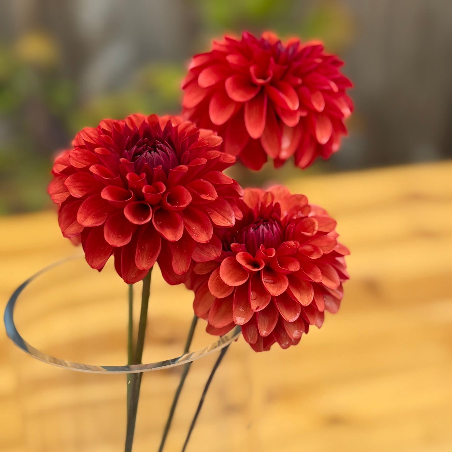 Three red dahlias in a clear vase on a wooden surface with a blurred background