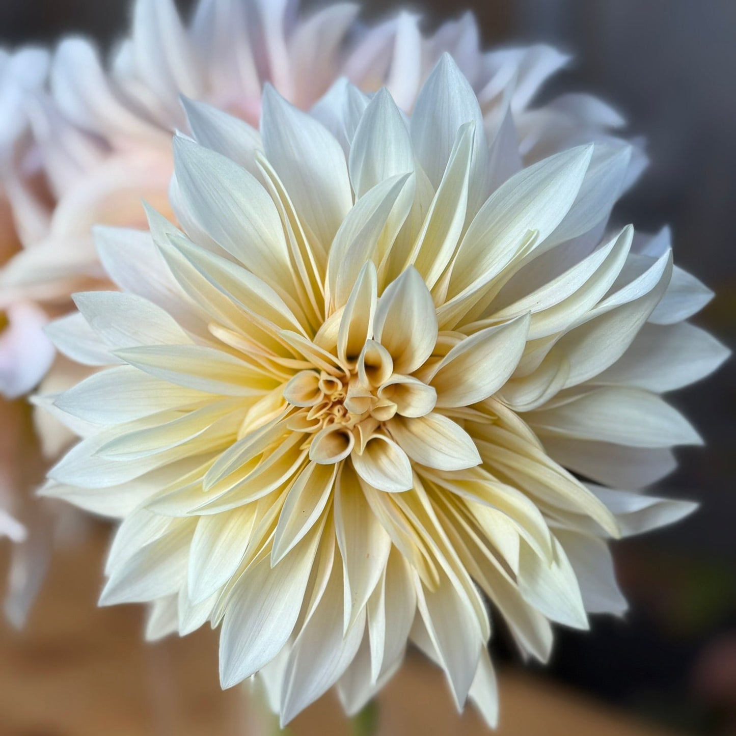 Close-up of a light-colored flower with a blurred background