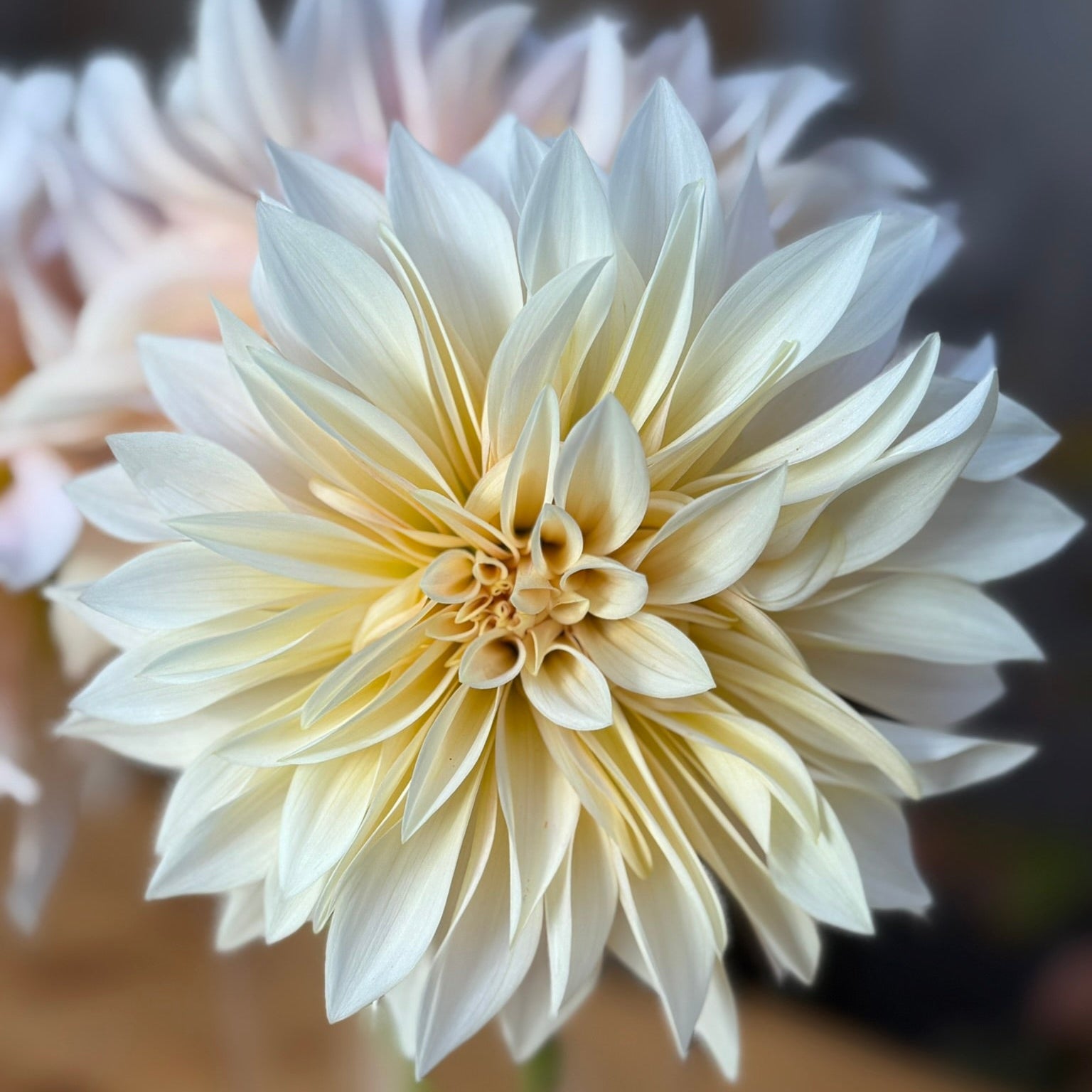 Close-up of a light-colored flower with a blurred background