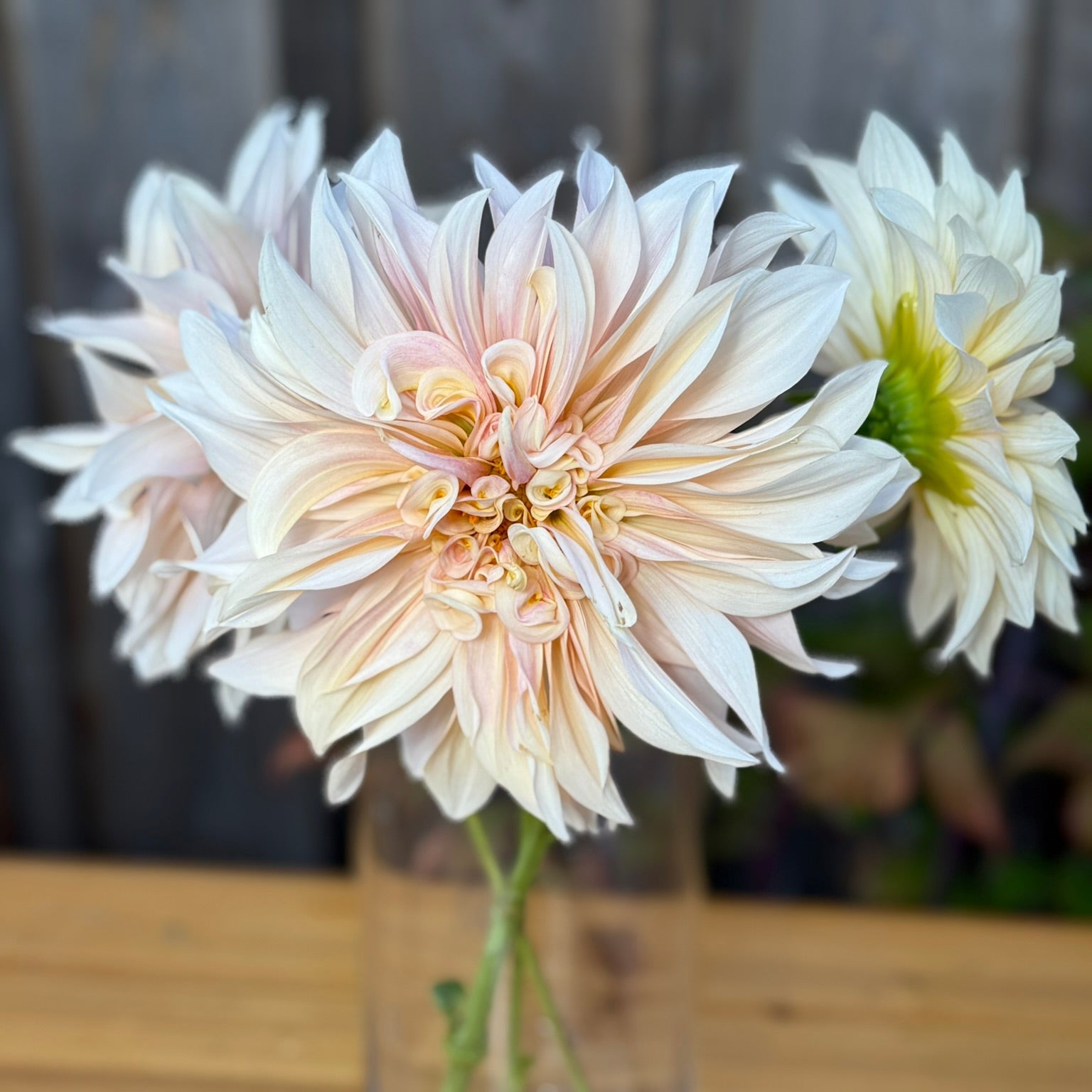 Clear vase with a large white flower on a wooden surface