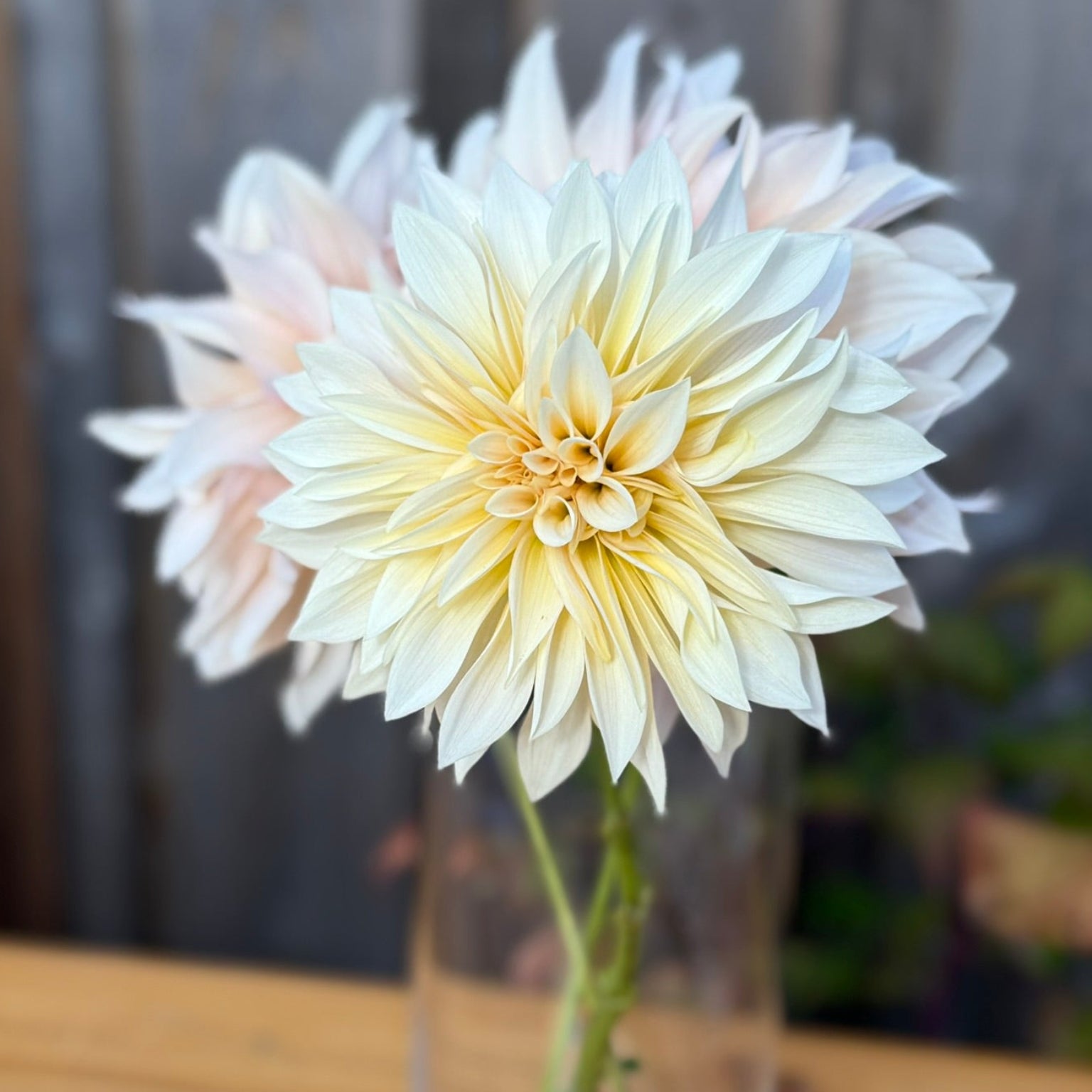 Clear vase with a large light-colored flower on a wooden surface