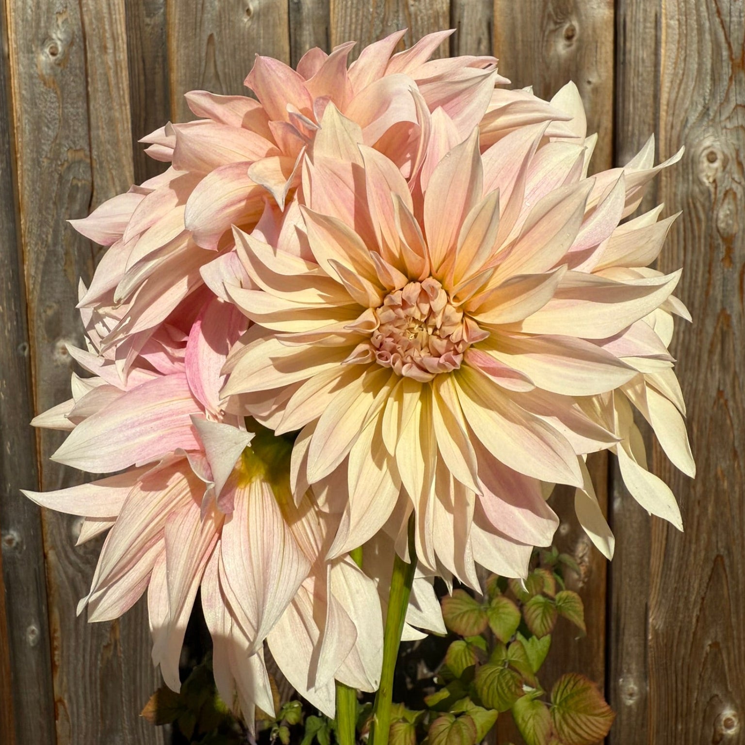 Large pink Cafe au Lait Dahlia blooms in  cream and blush pink in front of a wooden fence