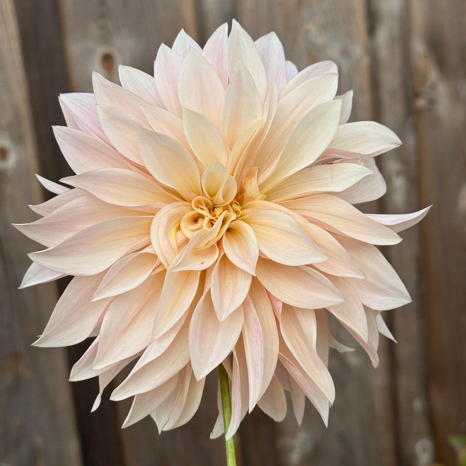 Large beige flower against a wooden fence background