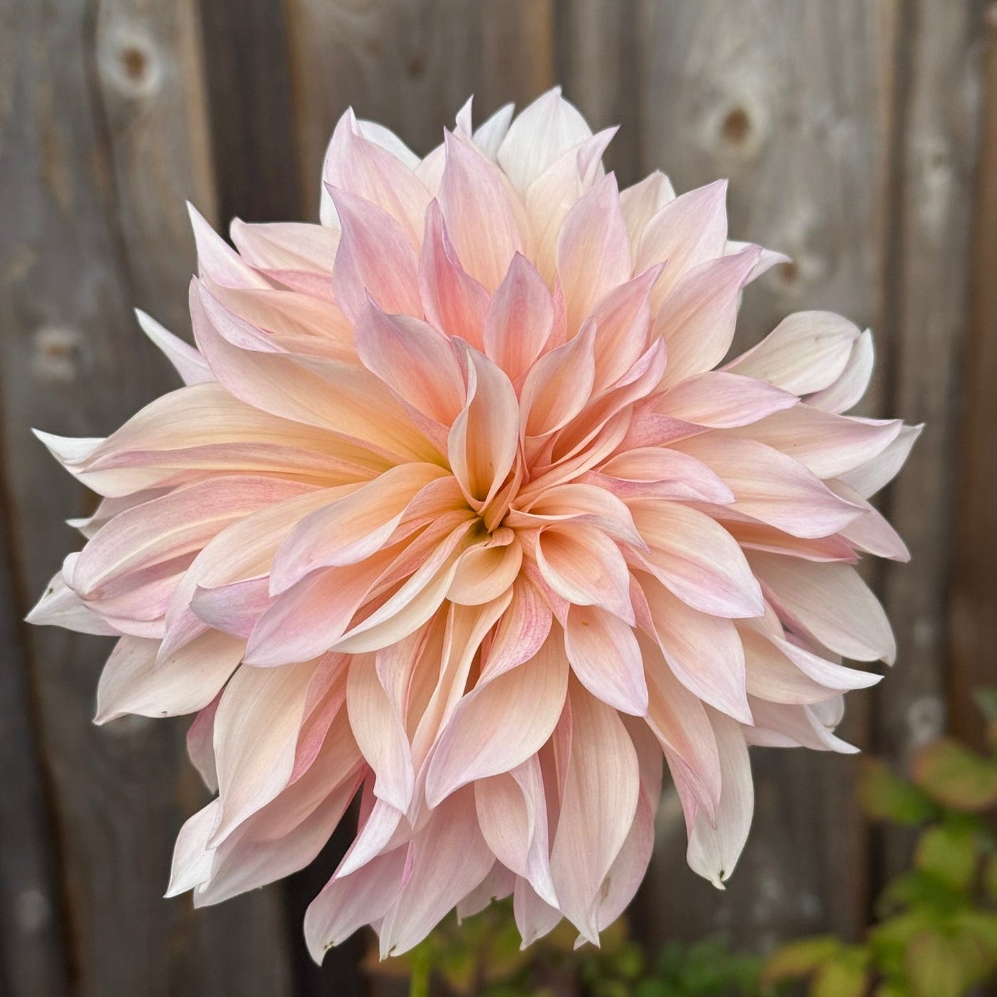 Large pink flower held by a hand against a wooden fence background