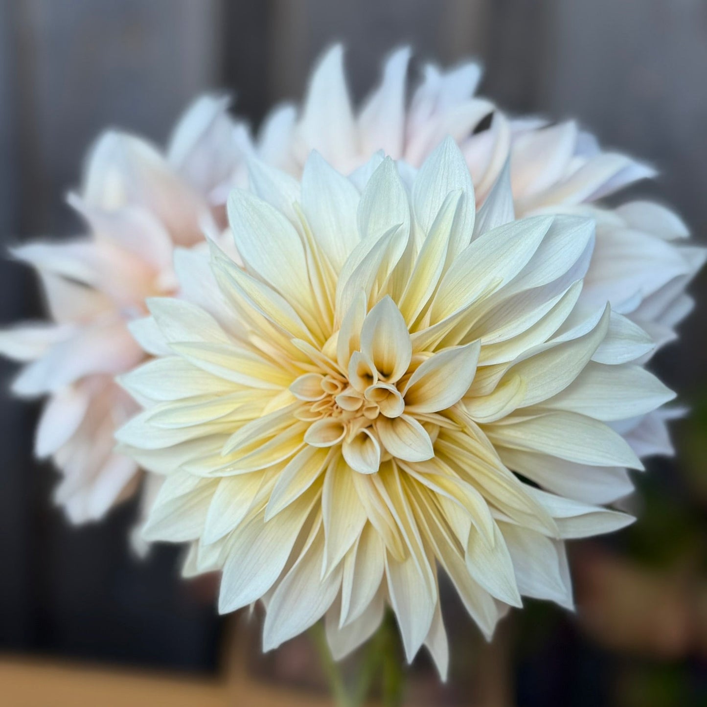 Large white flower in a clear vase on a wooden surface with a blurred background