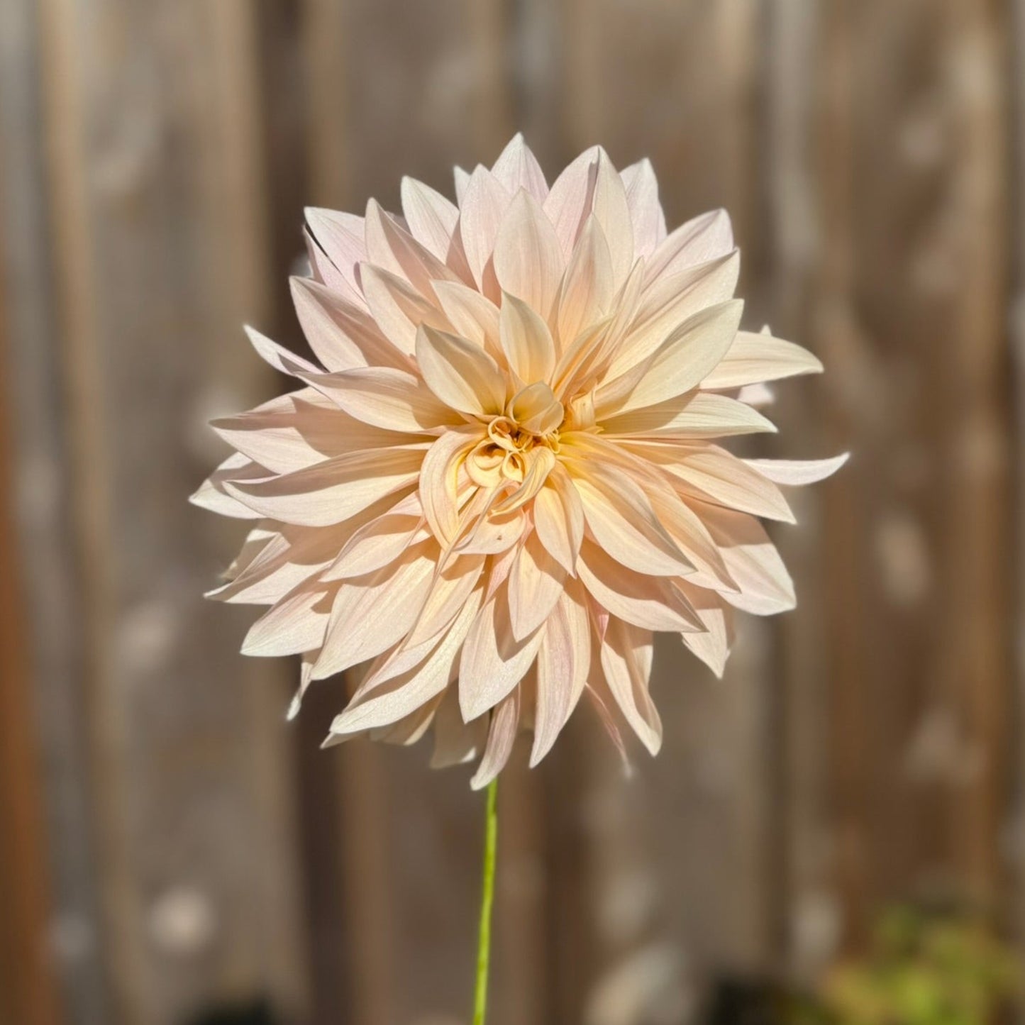 Single light pink dahlia flower against a metallic background