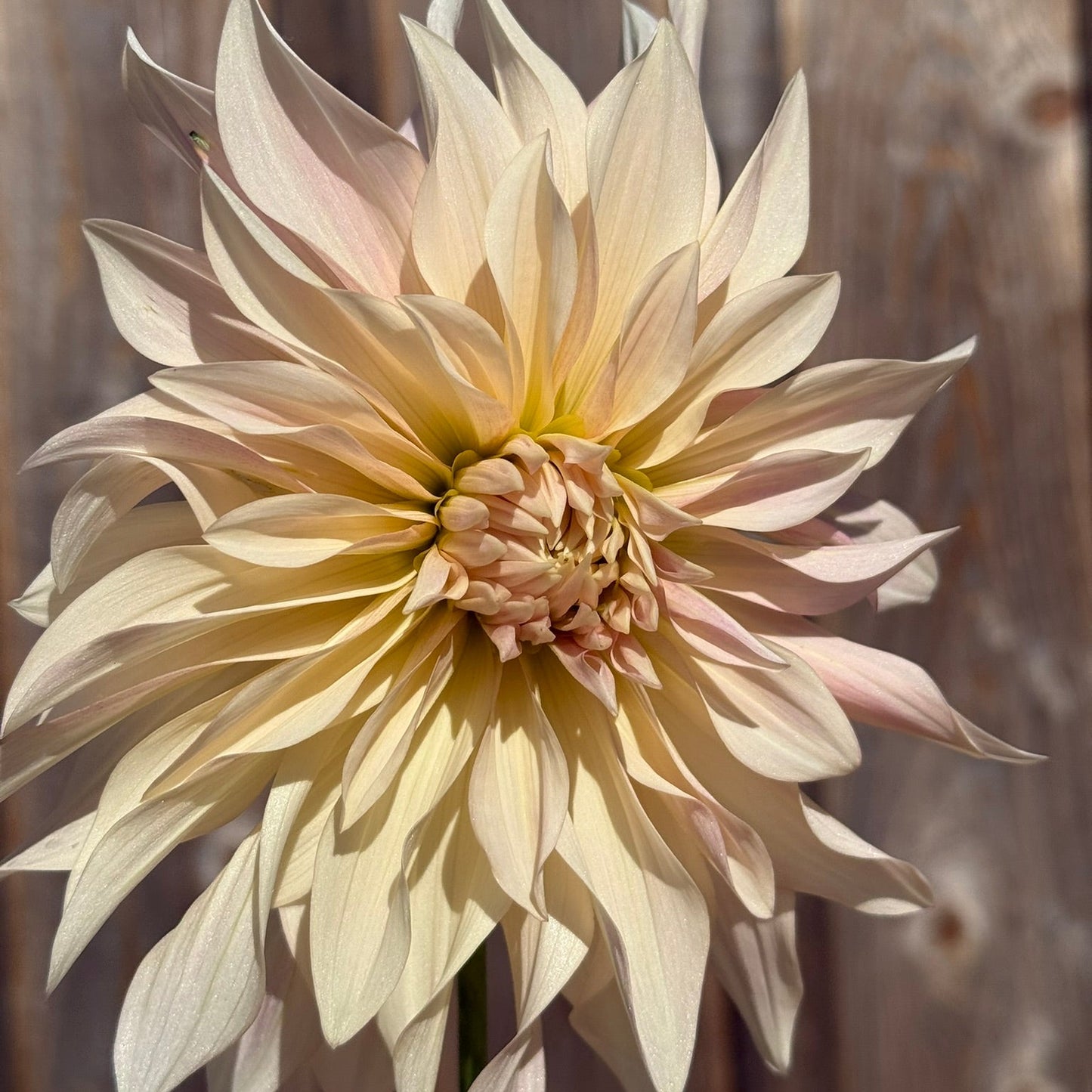 Large beige flower against a wooden background