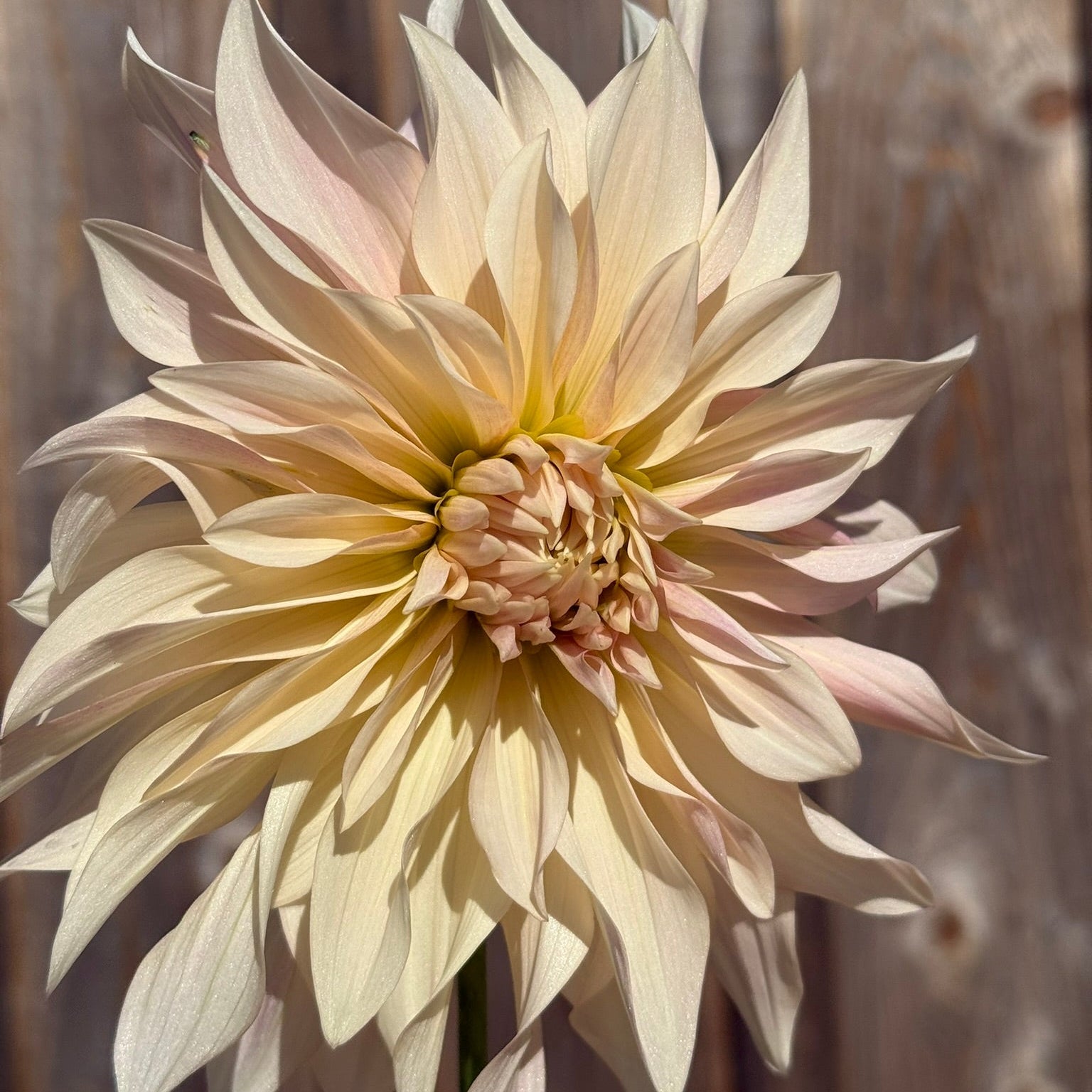 Large beige flower against a wooden background