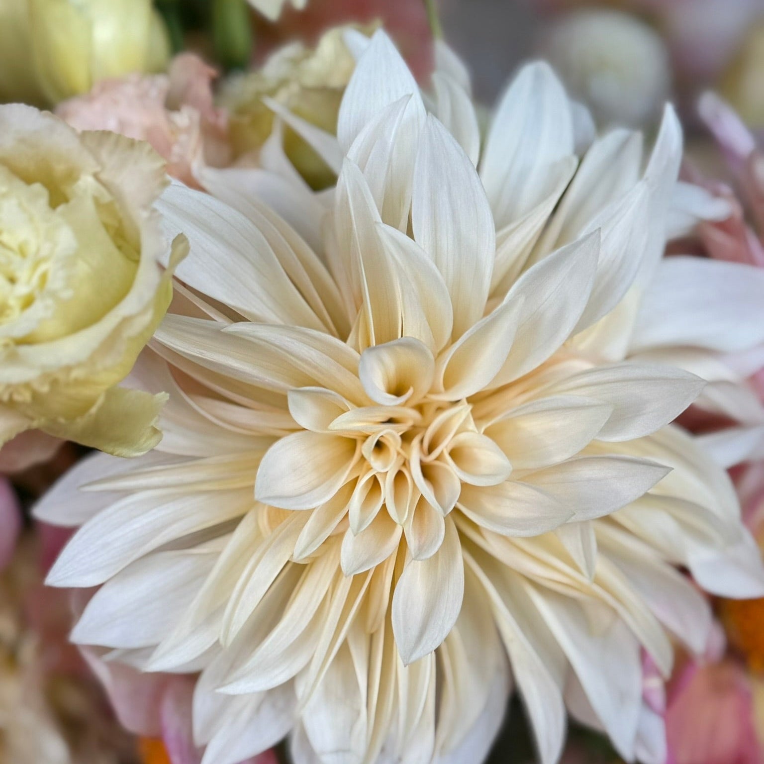 Close-up of a cream-colored flower with other flowers in the background