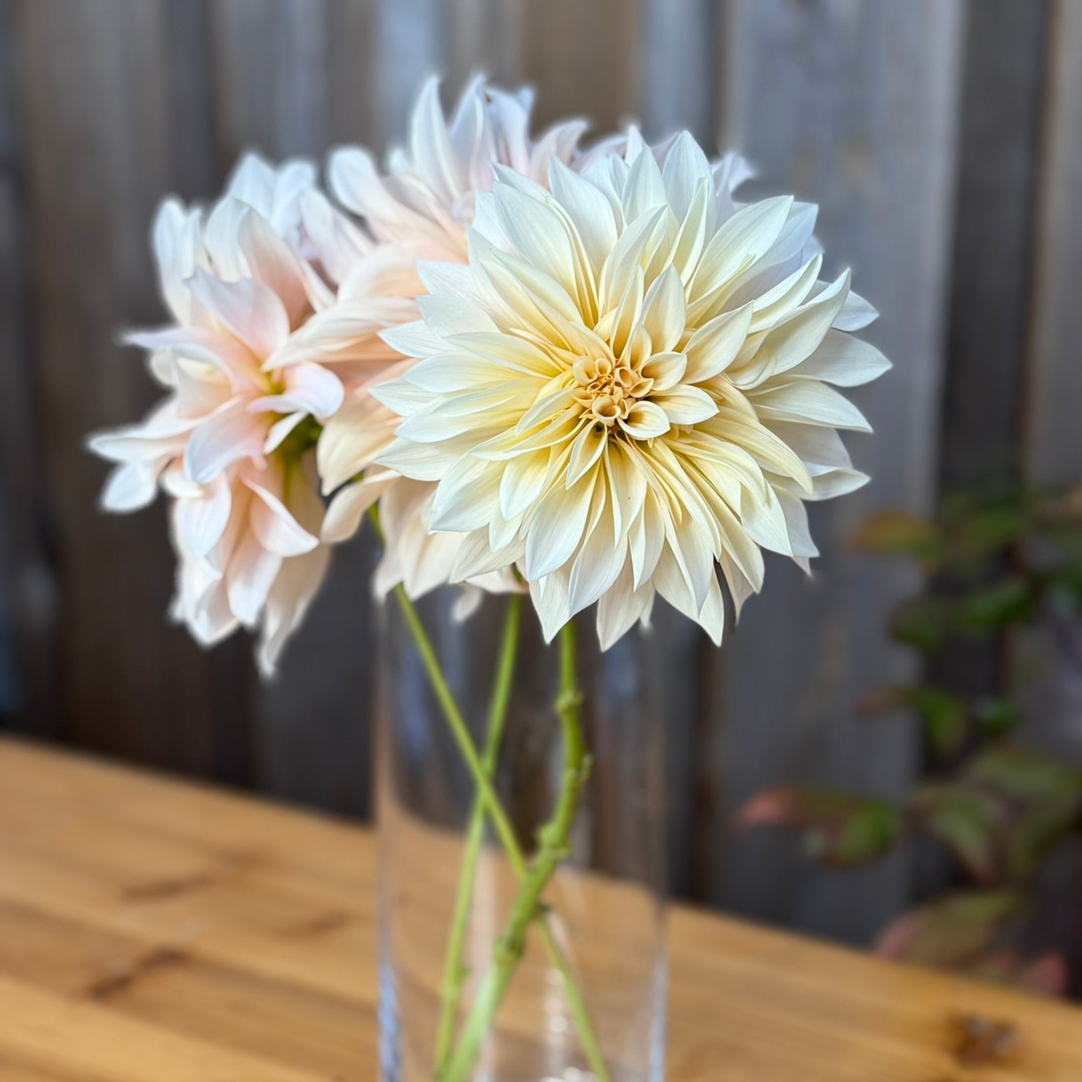 Two large light-colored flowers in a clear vase on a wooden surface with a blurred background.