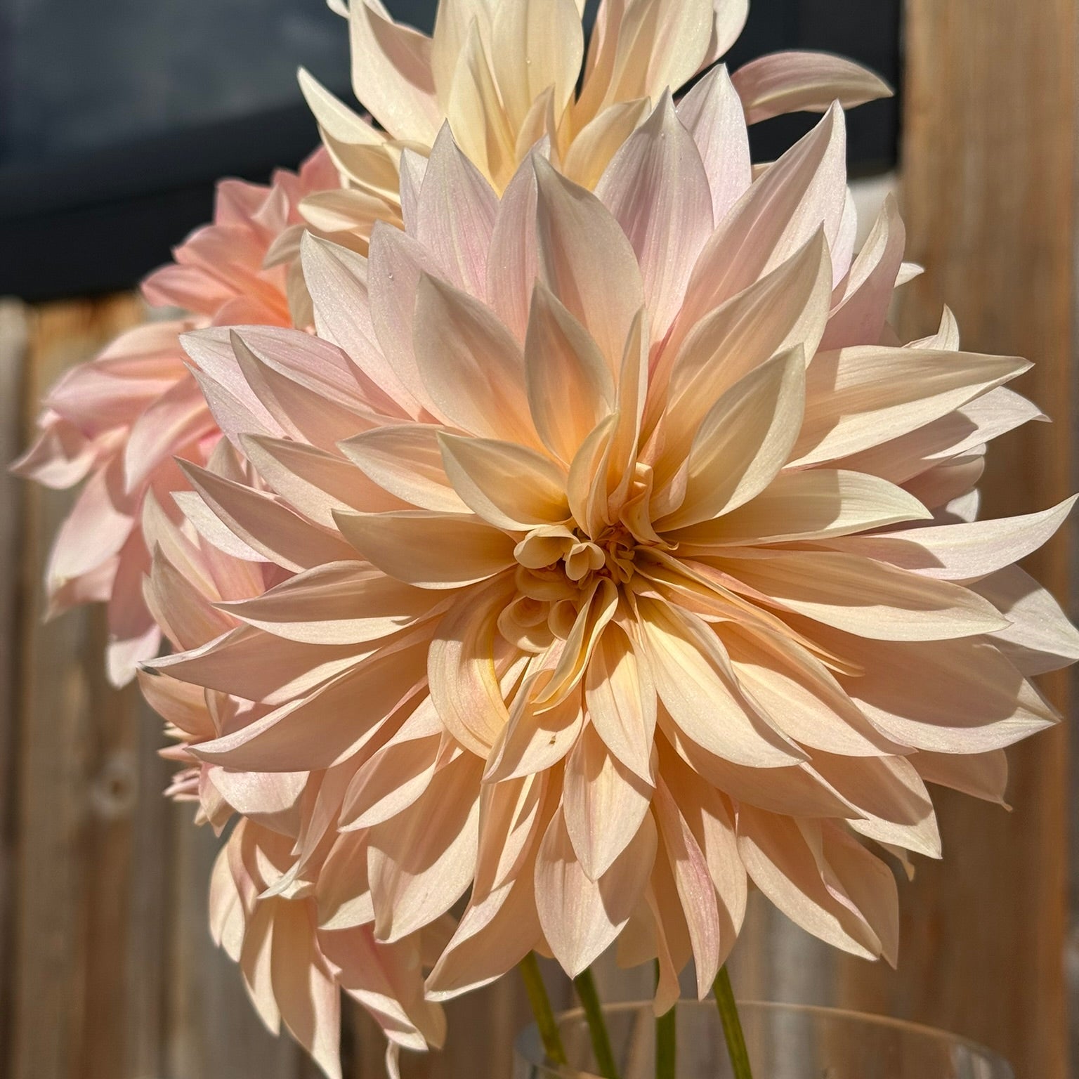 Close-up of a large, light pink flower in a glass vase with a blurred background