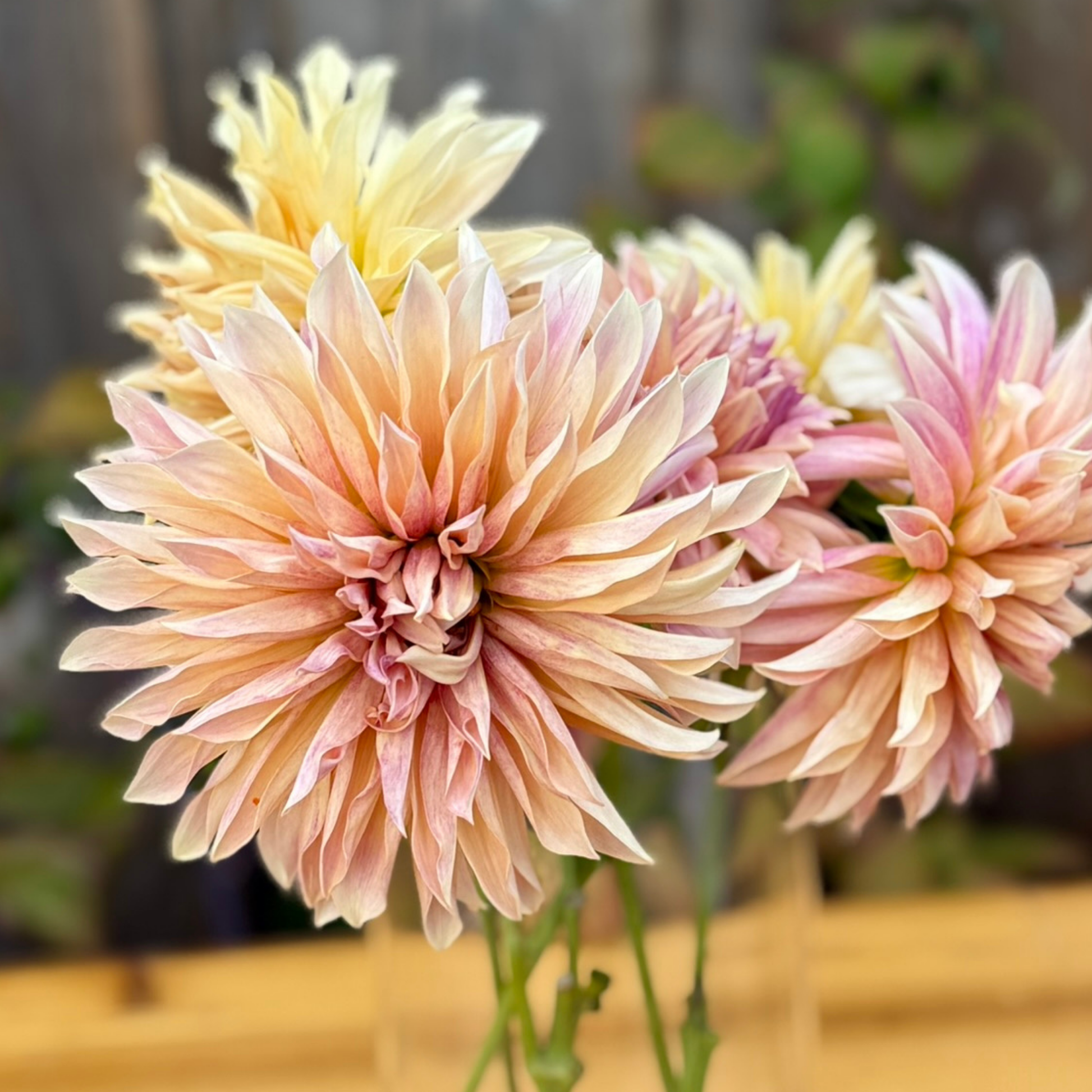 Close-up of pink and yellow flowers with a blurred background