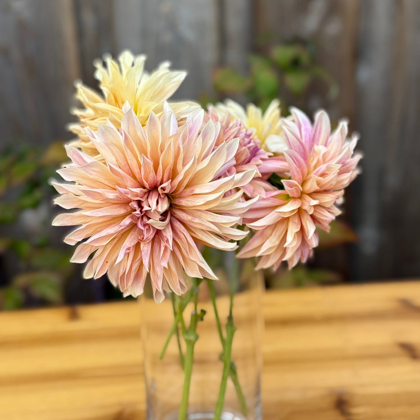 Bouquet of pink and yellow dahlia flowers in a clear vase on a wooden surface with a blurred background
