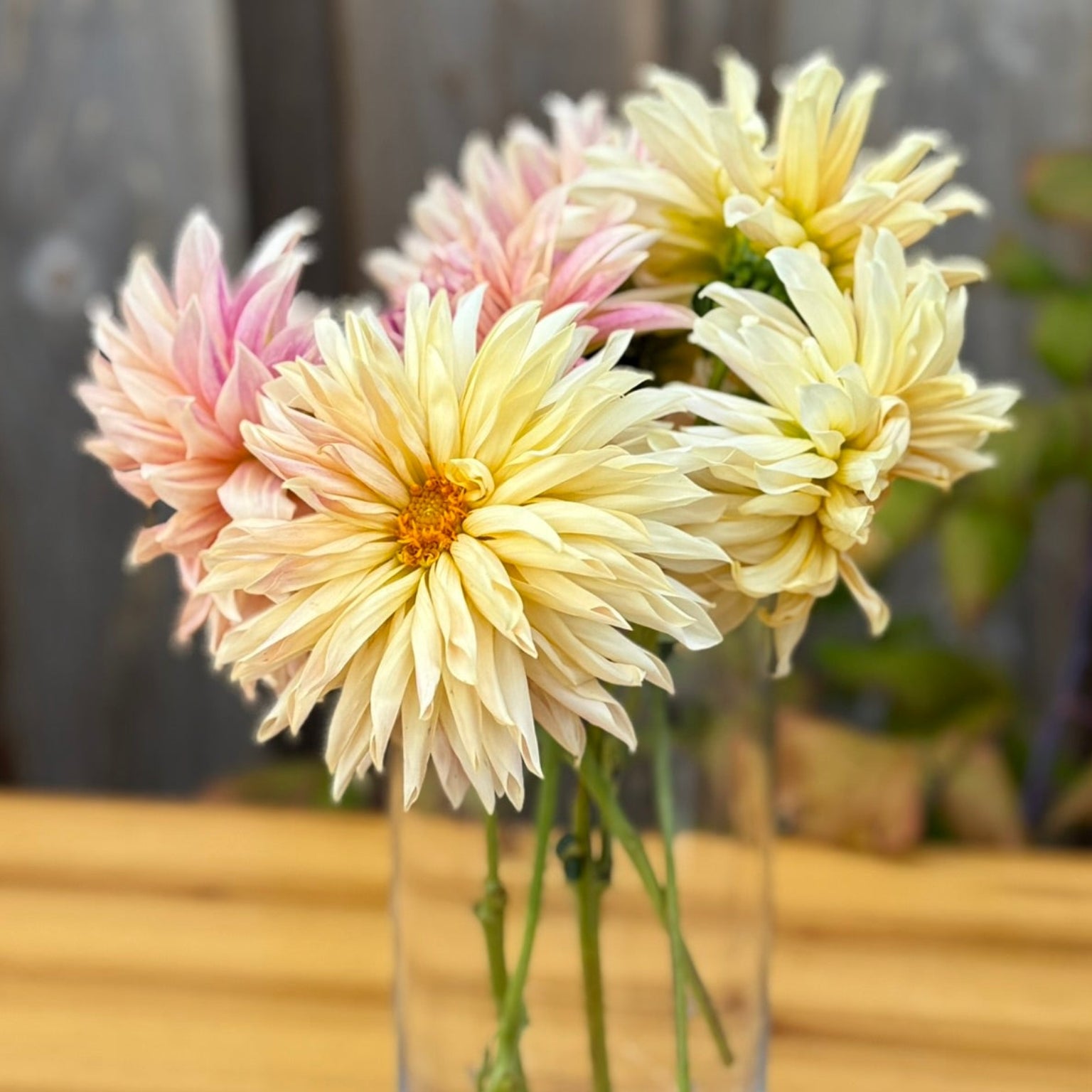Clear glass vase with pastel-colored dahlia flowers on a wooden surface