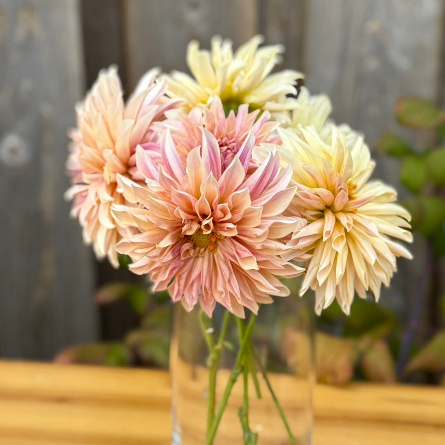 Clear glass vase with pink and yellow Cafe de Paris dahlia flowers on a wooden surface