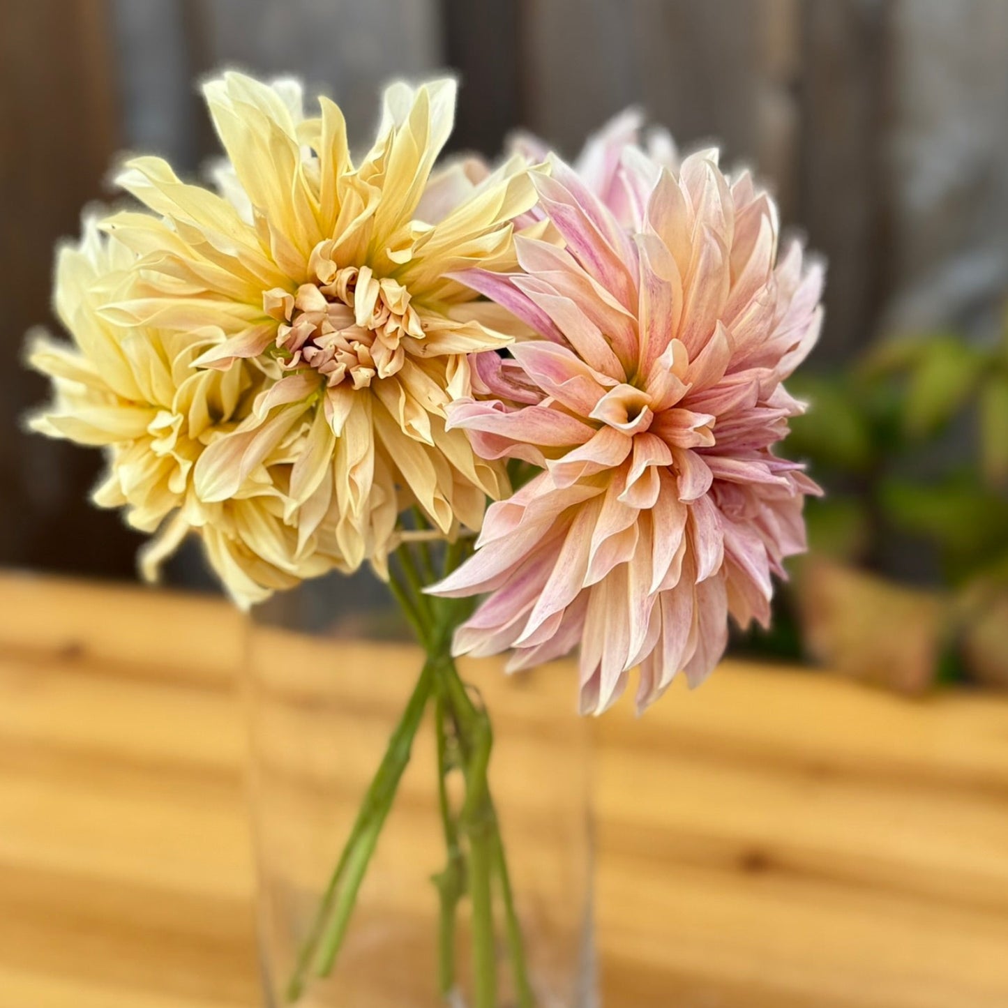 Two dahlia flowers in a clear vase on a wooden surface with a blurred background
