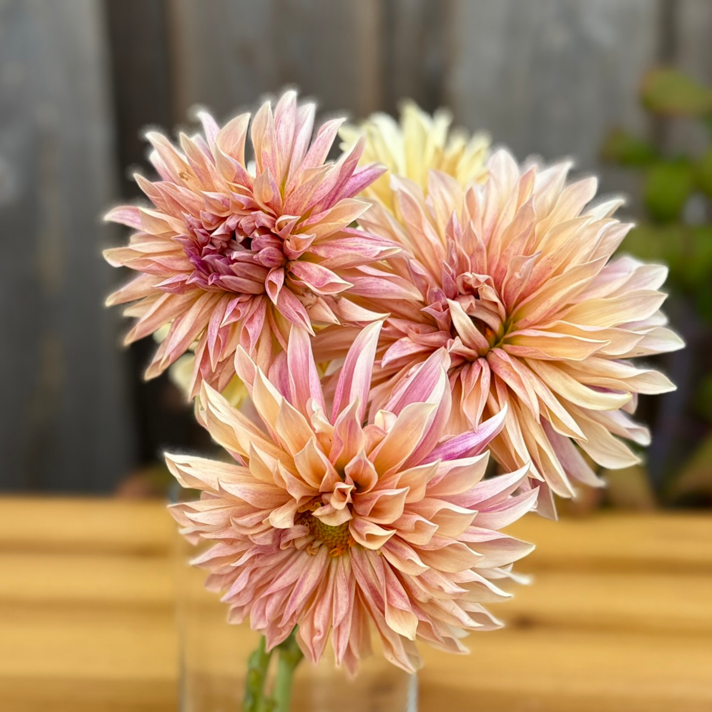 Three orange flowers in a clear vase on a blurred background