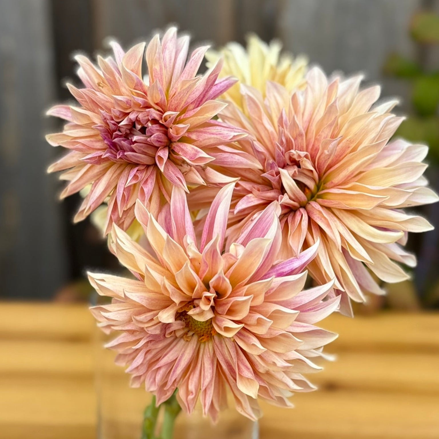 Three pink Cafe de Paris semi-cactus dahlia flowers in a clear vase on a wooden surface with a blurred background