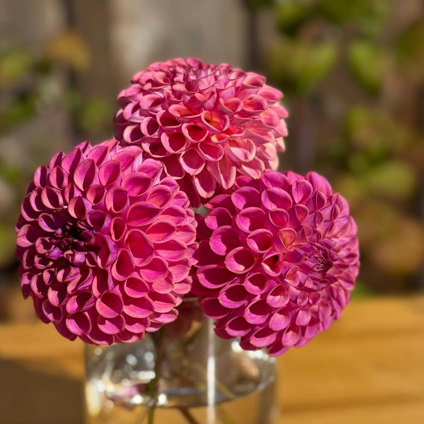 Three pink Caitlin's Joy dahlias in a clear vase on a wooden surface with a blurred natural background