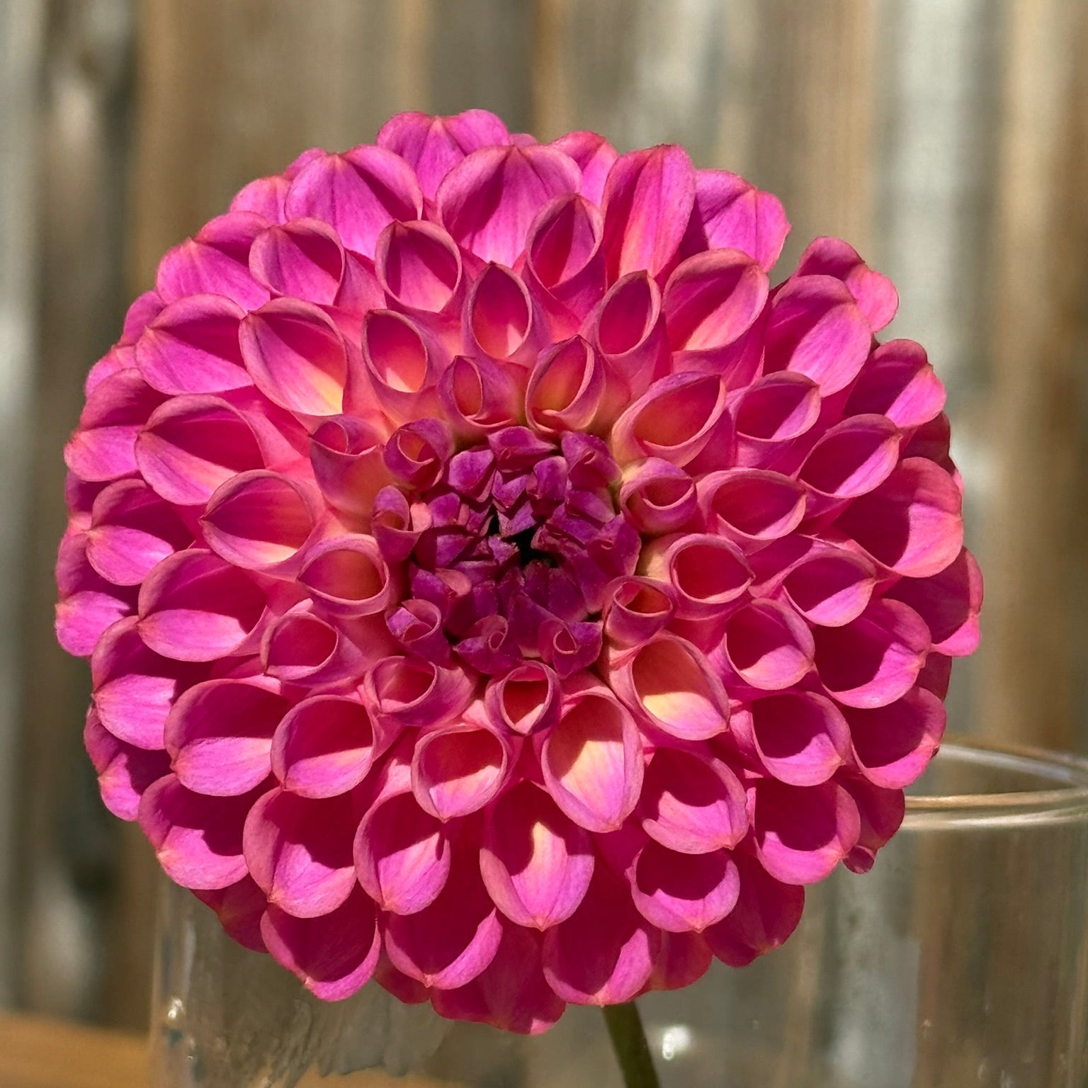 Close-up of a vibrant pink flower in a clear vase with a blurred background