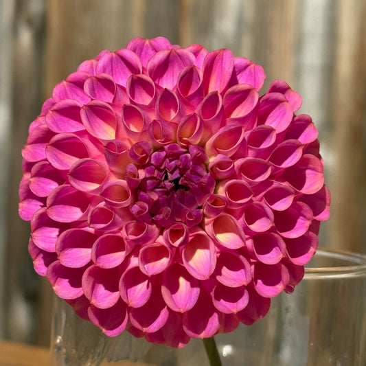 Close-up of a vibrant pink flower in a clear vase with a blurred background