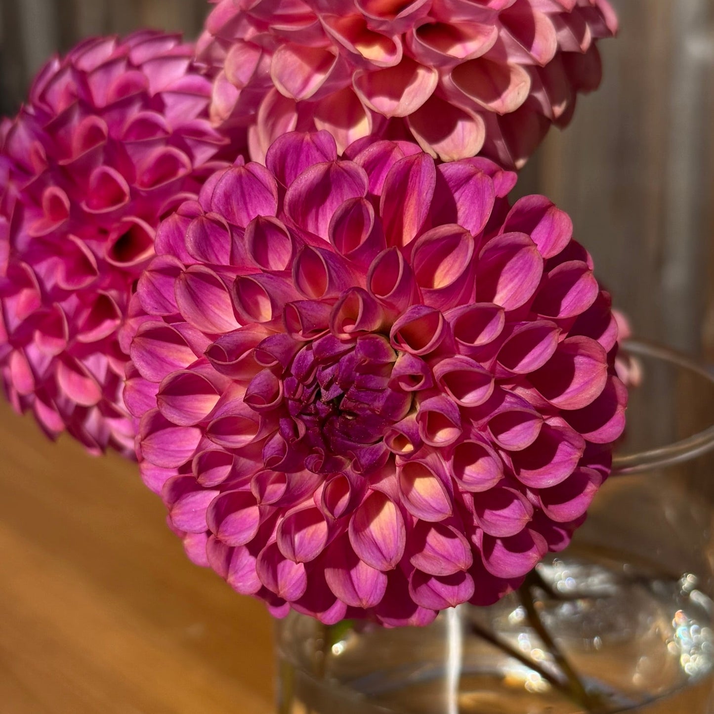 Close-up of pink Caitlin's Joy dahlias in a clear vase on a reflective surface