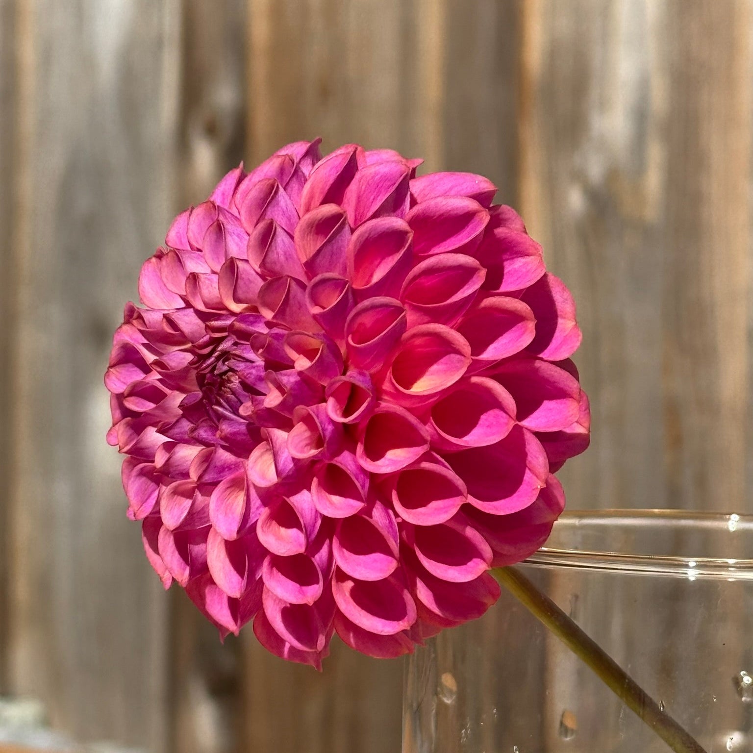 Pink flower in a clear vase against a wooden background