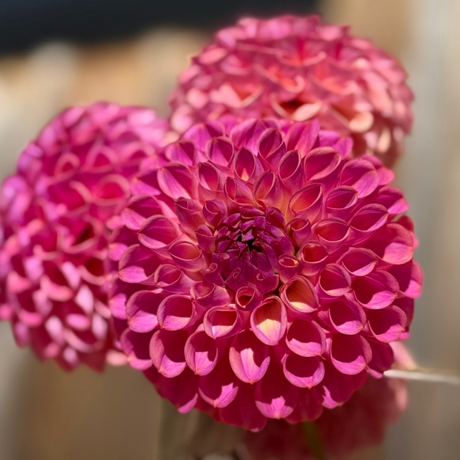 Close-up of a pink Caitlin's Joy flower in a clear vase on a blurred background