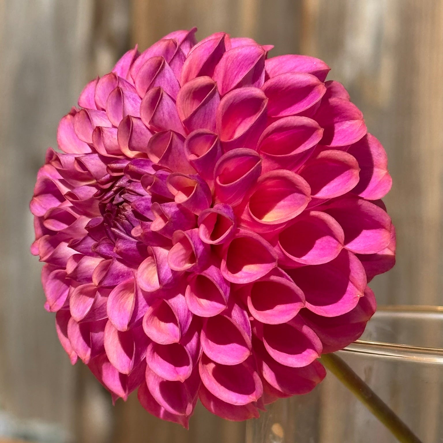 Close-up side view of a pink Caitlin's Joy dahlia flower with a blurred background