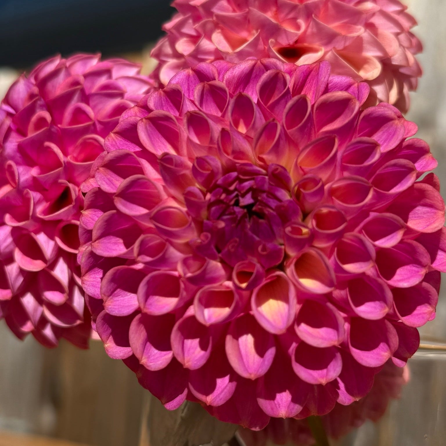 Close-up of a vibrant Caitlin's Joy  pink dahlia flower in a vase with a blurred background