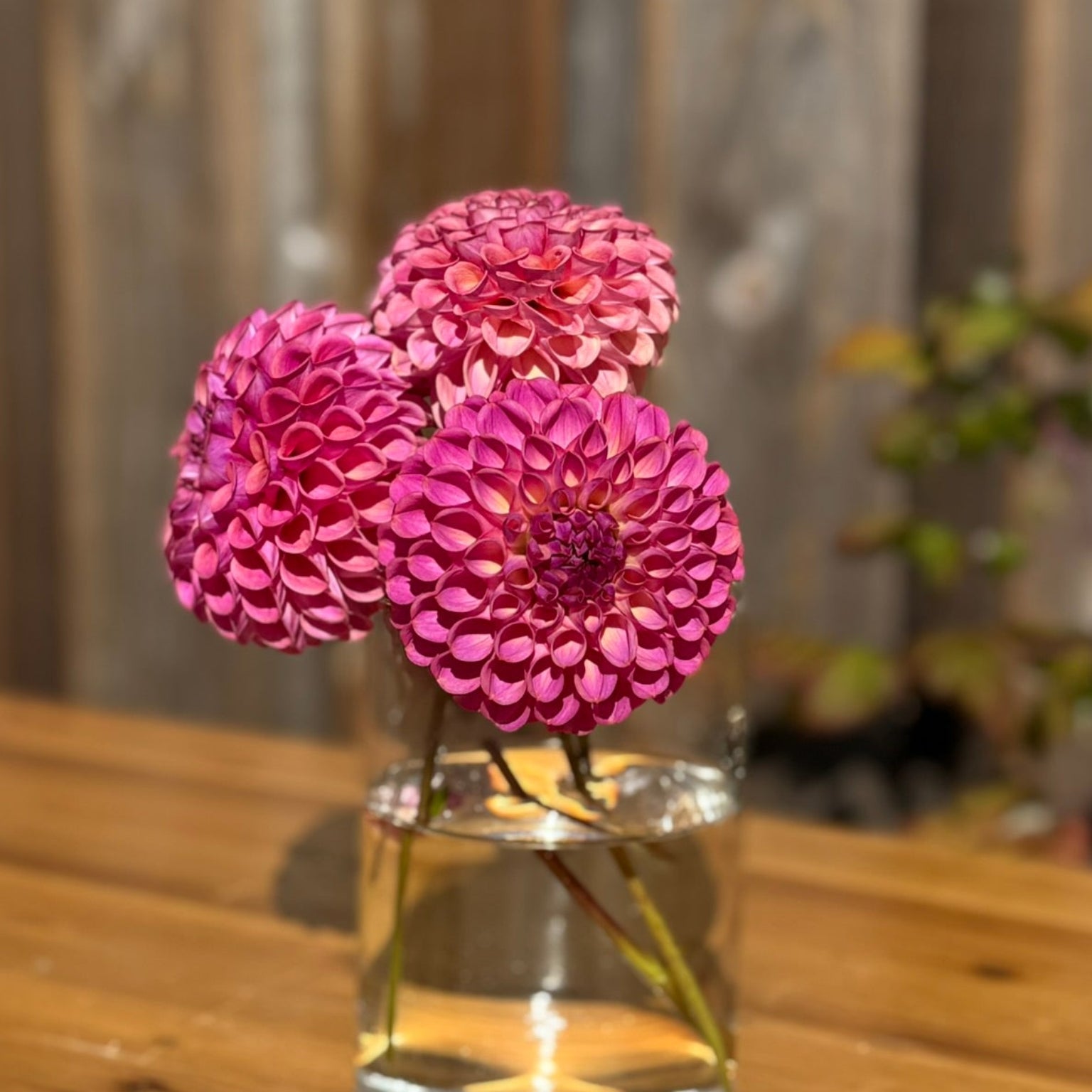 Three pink Caitlin's Joy dahlia flowers in a clear vase on a wooden surface with a blurred background